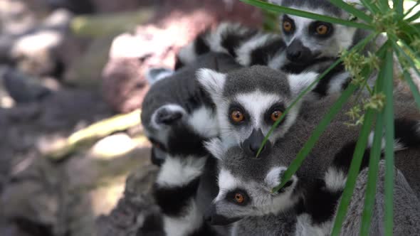 Ring-Tailed Lemurs Huddled Together