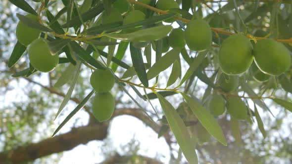 Green olive twig and big tree in background