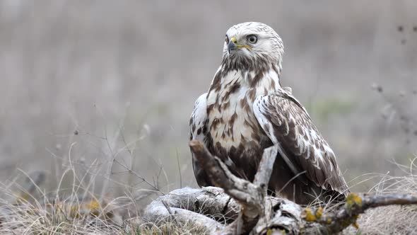 Rough-legged Buzzard. Buteo lagopus. In natural habitat. Close-up portrait. Male