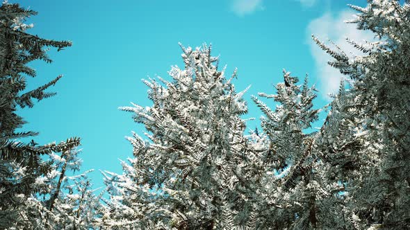 Frosty Winter Landscape in Snowy Forest