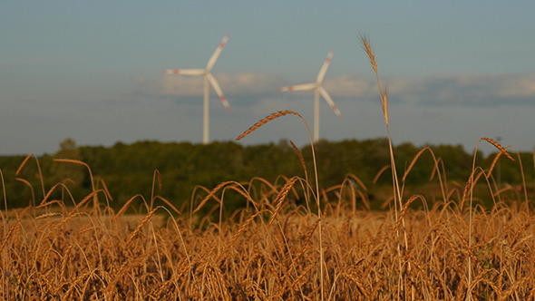 Ripe Wheat Field