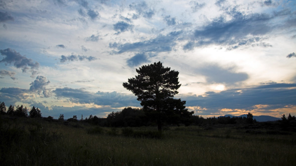  Lonely Tree 