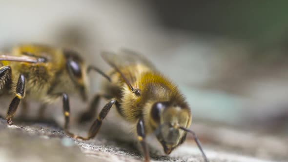 Two Honey Bees Fly Near Their Wooden Hive and Crawl Along It. They Make Honey