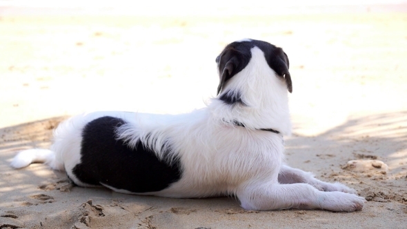 Relaxing Dog At The Hot Summer Beach In Tropical