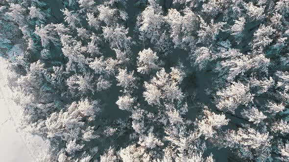 Flying Over a Snowy Winter Forest on a Sunny Day