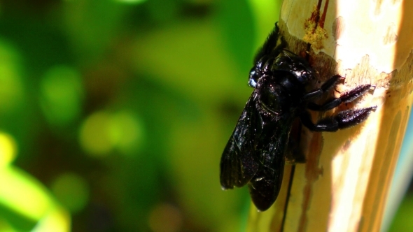Beautiful Big Black Bright Bee Eating Palm Tree