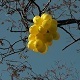 Yellow Balloons on the Tree - VideoHive Item for Sale