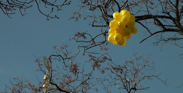 Yellow Balloons on the Tree