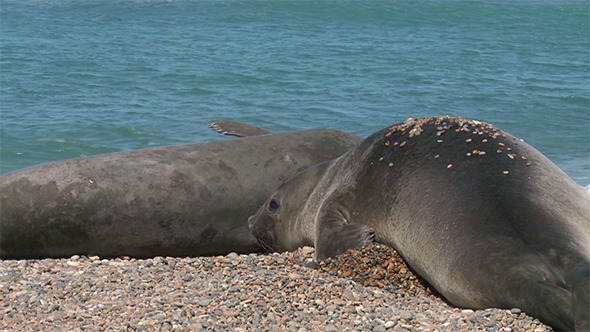 Argentinean Fur Seals. Punta Ninfas Place