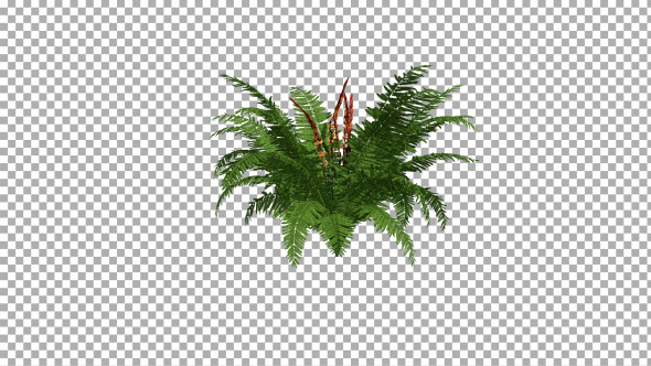 Fern On The Wind Isolated 1