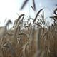 Entering the Wheat Field - VideoHive Item for Sale