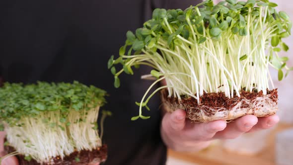 The Gardener Is Holding the Micro Plants in Both Hands and Shaking Them