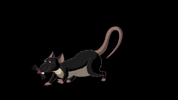 Black rat crawls out and then hides back