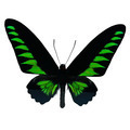 Rajah Brookiana butterfly - PhotoDune Item for Sale