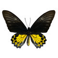 Rajah Brookiana butterfly - PhotoDune Item for Sale