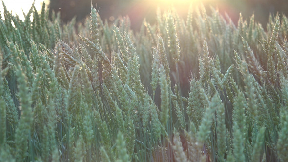 Wheat Field and Sunset 4