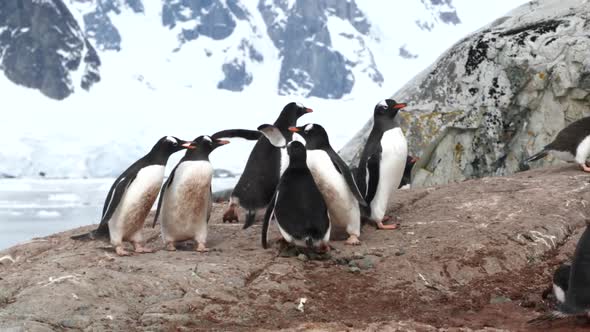 Penguin Runs Away From Another Male 50p