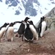 Penguin Runs Away From Another Male 50p - VideoHive Item for Sale