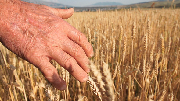 Worker Hands On the Wheat Field