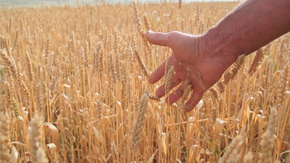 Hands on the Cereal Field