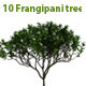 10 Frangipani Tree - 3DOcean Item for Sale