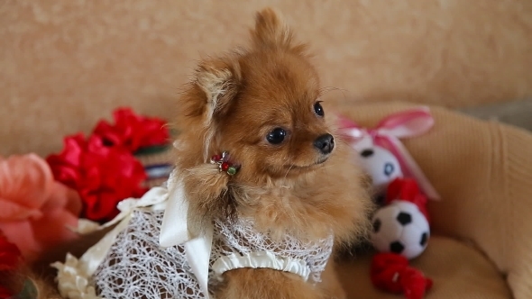 The Cute Pomeranian Dog