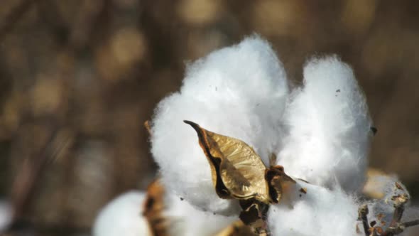 close up shot of a cotton boll in a field