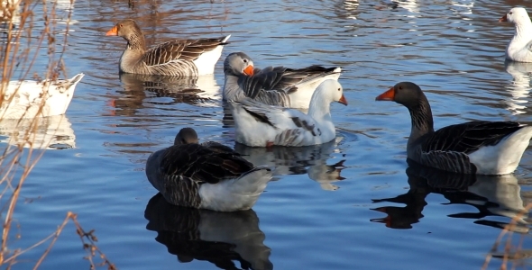 Geese on a Lake 03