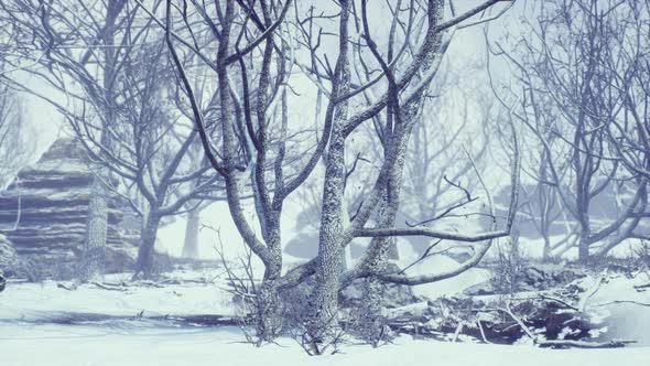 Winter Deciduous Forest on a Foggy Morning