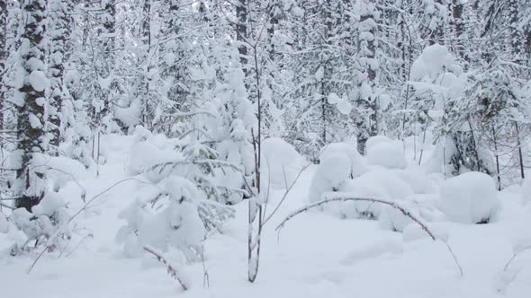 A shot of a beautiful winter forest