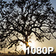 Oak Tree Silhouetted by Sunset - VideoHive Item for Sale