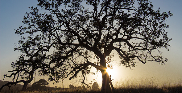 Oak Tree Silhouetted by Sunset