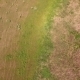 Flight In Field Camera Tilt Up - VideoHive Item for Sale