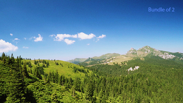 Flying Over the Pine Forest in the Mountains