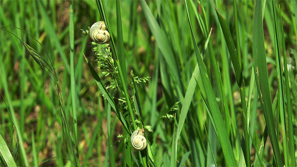 Two Snails in the Grass
