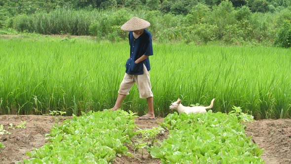 Farmer Walking With Dog In Vegetable Garden