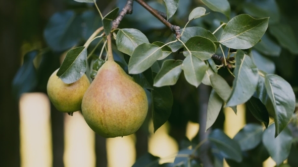 PEAR On The Tree