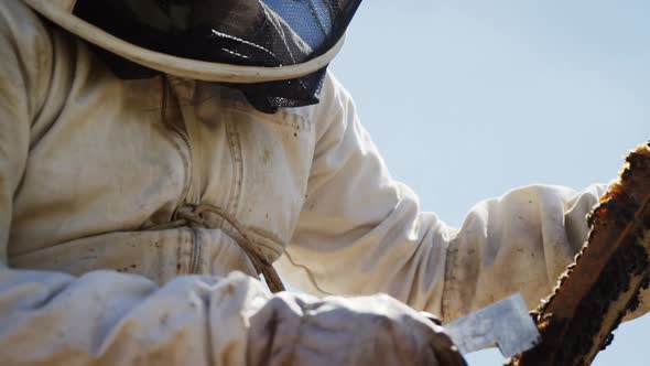 Beekeeper examining hive frame