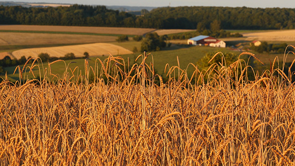 Wheat Field With Farm Buildings In The Background