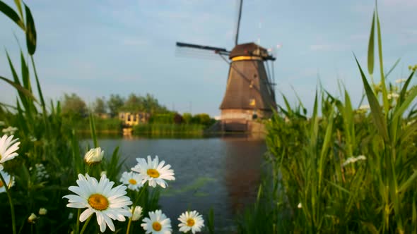 Daisy Flowers and Windmill at Kinderdijk in Holland