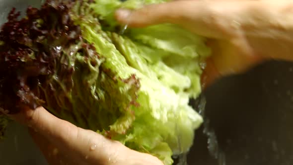 Man's Hands Washing Lettuce Leaves.