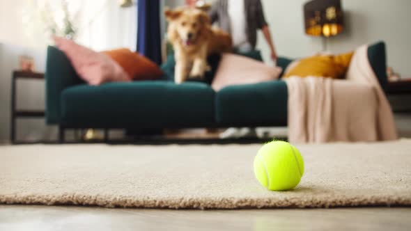 Closeup of Golden Retriever Running After Small Ball in Livingroom