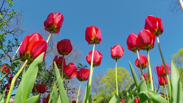 Red Tulips in the Spring Garden