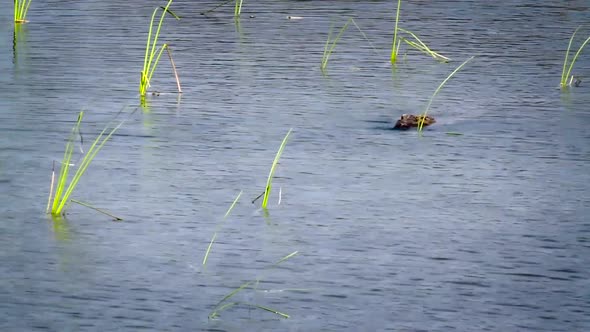 Mugger Crocodile in Bardia national park, Nepal