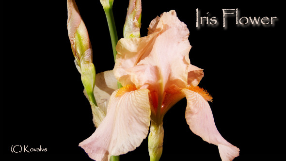 Iris Flower alt