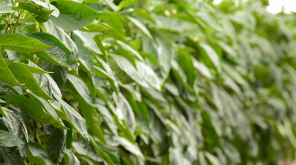 Leaves of Cultive Inside Greenhouse