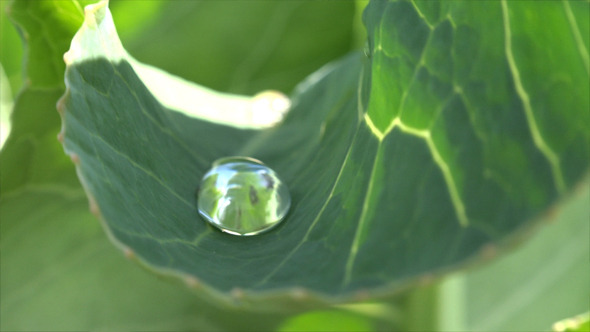 Dew Drops on a Leaf 4