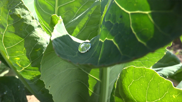 Dew Drops on a Leaf 5