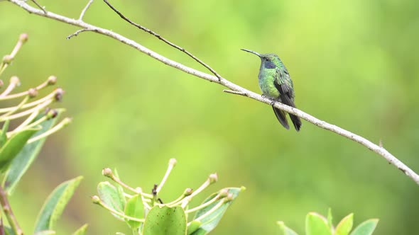 Exotic Bird in Costa Rica, Lesser Violtear (Mountain Voilet Ear aka colibri cyanotus) (icterus galbu