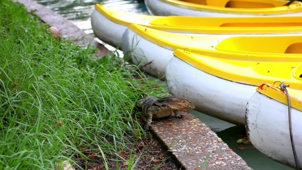 Water Monitor In Green Park At Boats, Bangkok